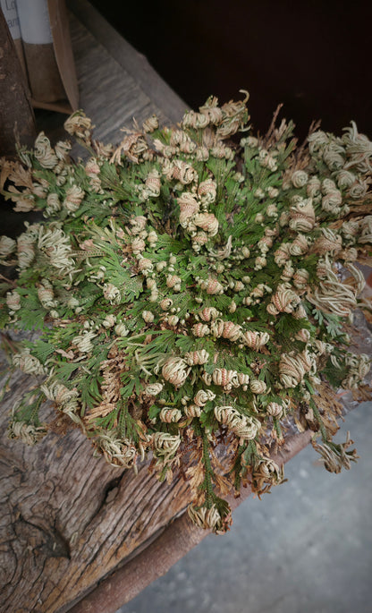 Rose of Jericho Resurrection Plant