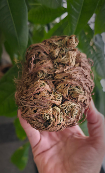 Rose of Jericho Resurrection Plant